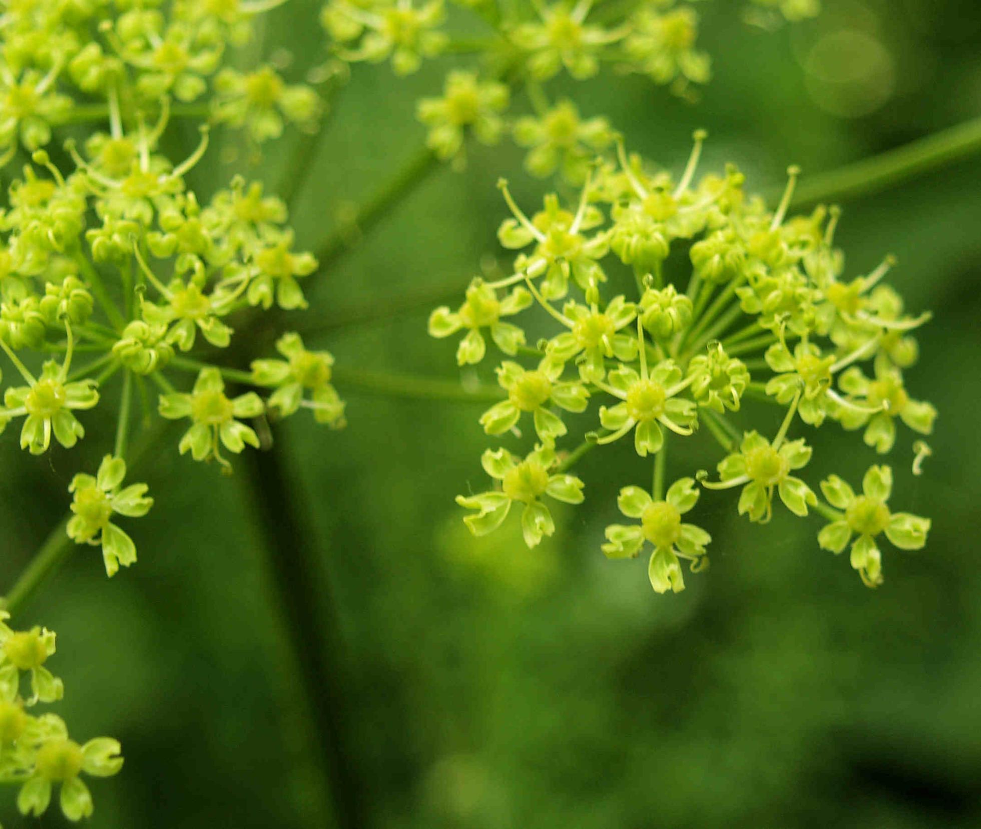 Hogweed, [Siberian]